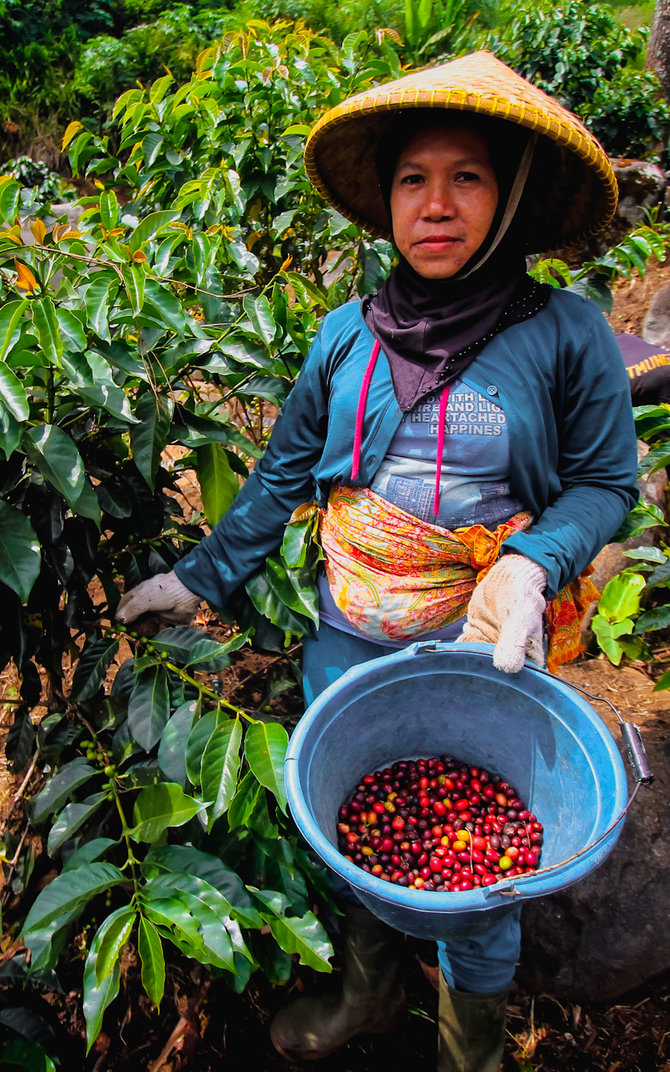 kopi gunung puntang