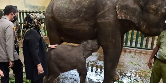Taman Safari Dibuka, Bupati Bogor Tengok dan Beri Nama Bayi Gajah Bonesia