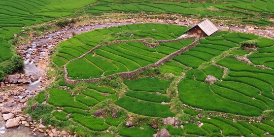Pemprov Aceh Catat Luas Lahan Sawah Berkurang 80.485 Hektare