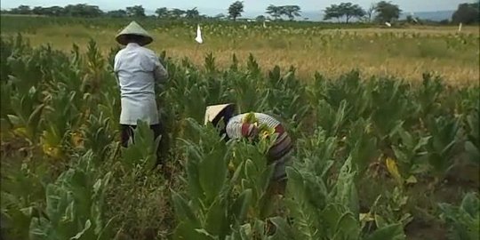 Bukan Kenaikan Cukai, Nasib Petani Merana Karena Impor Tembakau