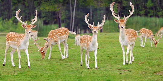 AS Laporkan Rusa Pertama di Dunia yang Terinfeksi Covid-19