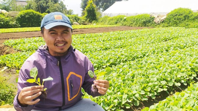 budidaya bibit sayur di garut