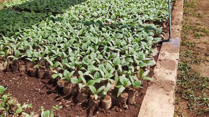 budidaya bibit sayur di garut