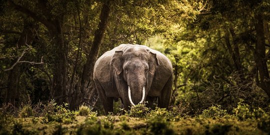 Fakta Unik Satwa: Gajah di Sri Lanka Wajib Punya 'KTP'