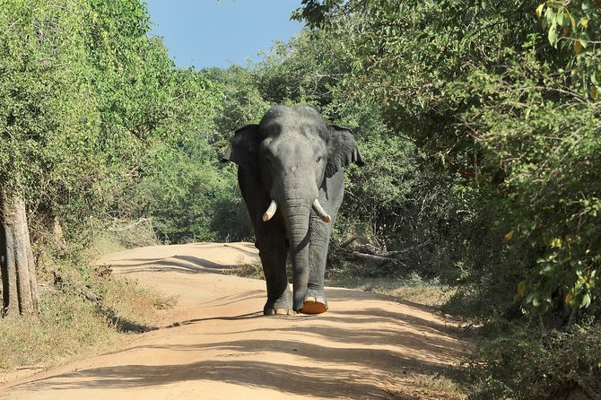 ilustrasi gajah sri lanka