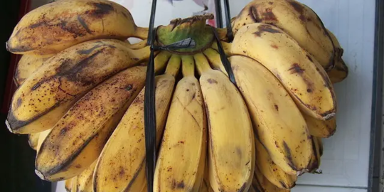 7 Manfaat Pisang Kepok Mentah Untuk Kesehatan Cegah Sembelit Merdeka Com<script async src=