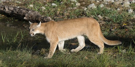 Perempuan AS Lawan Singa Gunung Demi Selamatkan Anaknya