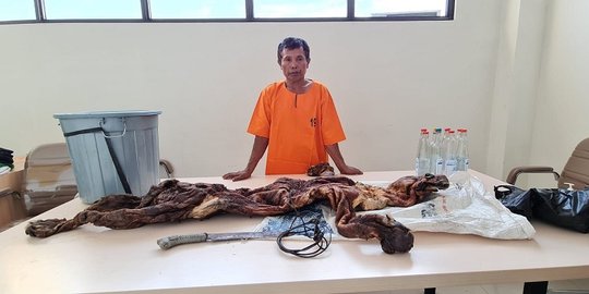 Harimau Sumatera di Riau Dikuliti, Pria 58 Tahun Ditangkap