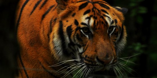 BBKSDA Riau Kirim Tim ke Lokasi Serangan Harimau Sumatera di Siak