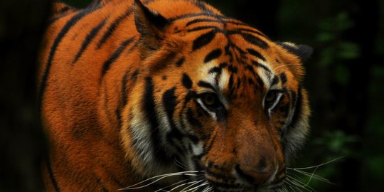 Bagian Tubuh Remaja di Siak Dimangsa Harimau Sumatera Ditemukan