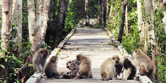 Taman Nasional Tanjung Puting Buka Kembali 1 September 2021, Begini Cara Reservasinya