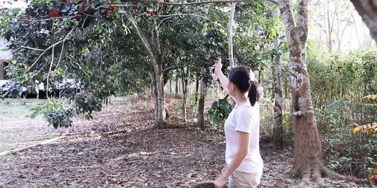 Salut, Gadis Dayak Cantik Manjat Pohon Rambutan di Hutan