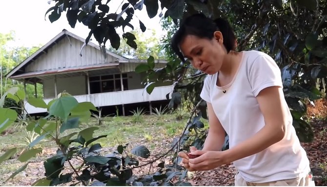 gadis dayak yang cantik manjat pohon rambutan di hutan