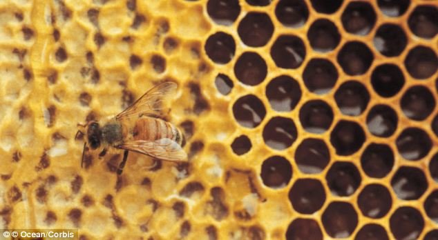 trypophobia