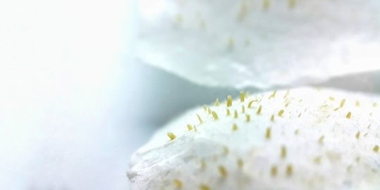 Penyebab Komedo di Hidung dan Cara Mengatasinya, Efektif dan Mudah Dilakukan