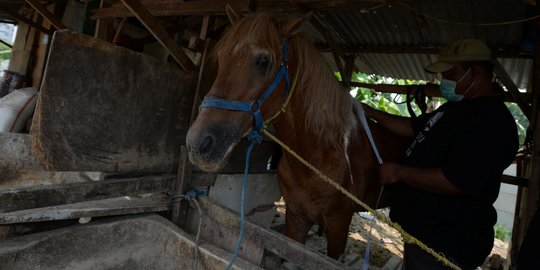 Pemeriksaan Kesehatan Kuda Delman di Masa PPKM