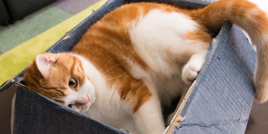 7 Kucing Kaki Pendek yang Imut, Ketahui Kelebihan dan Risiko 