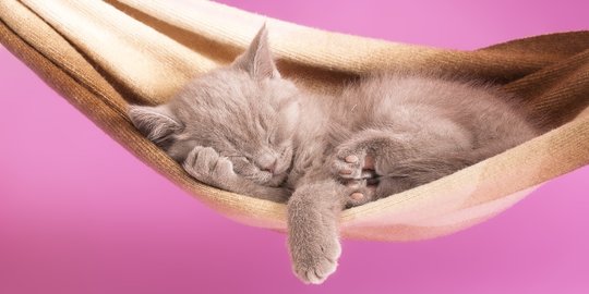 Tempat Tidur Kucing yang Nyaman, Perhatikan Bahan, Ukuran & Jenisnya