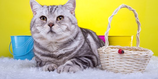 Hukum Jual Beli Kucing Peliharaan