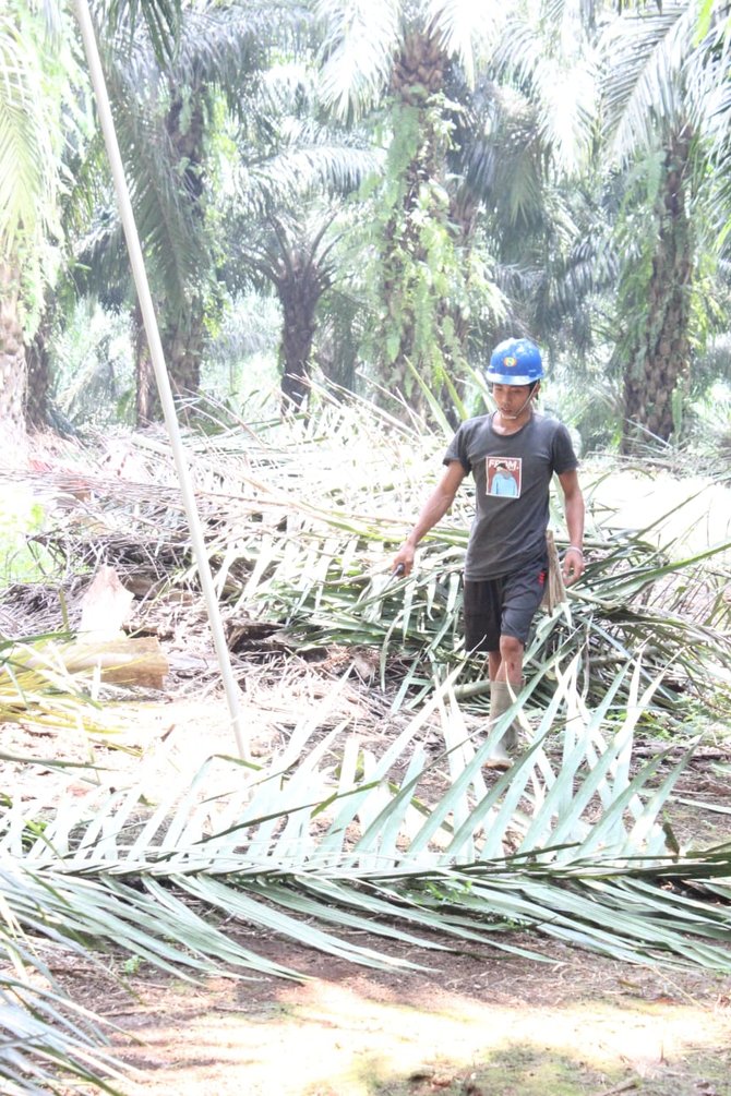 petani kelapa sawit