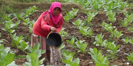 Revisi Aturan Tembakau Diharapkan Pertimbangkan Dampak ke Petani