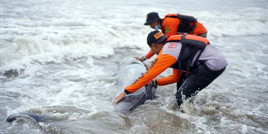 Bayi Paus Terdampar di Pantai Sine Tulungagung