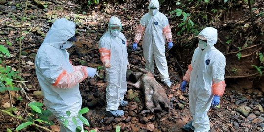 12 Babi Hutan di Taman Nasional Kerinci Seblat Bengkulu Mati Akibat Flu Babi Afrika