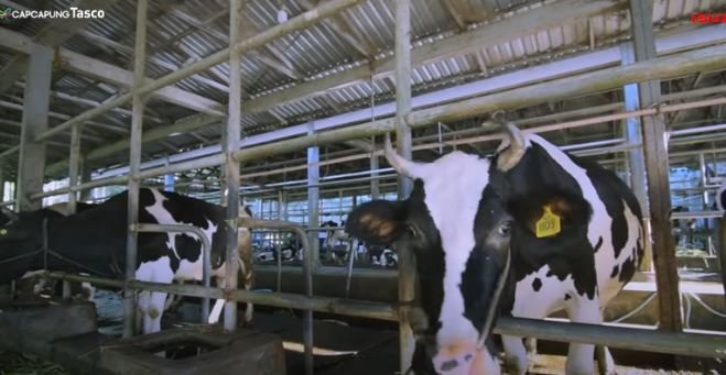 miliarder susu sapi perah dari jogja