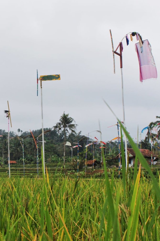 kampung kolecer