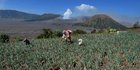 Melihat Lahan Pertanian di Kawasan Bromo yang Sepi dari Wisatawan
