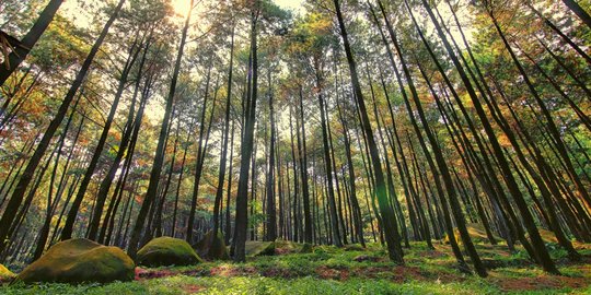 Wisata Gunung Pancar Bogor Sudah Buka, Rekomendasi Aktivitas dengan Harga Terjangkau