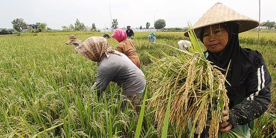 Gabung Program Makmur, Produktivitas Petani Padi Meningkat 42 Persen
