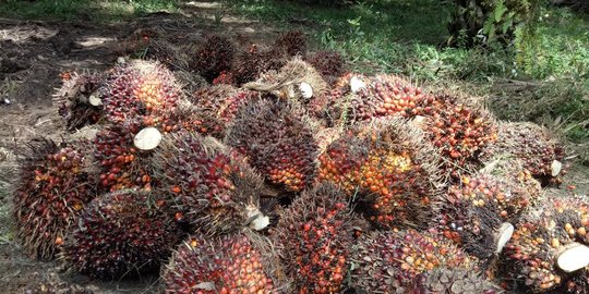 PTPN V: 3.200 Petani Borong 708.277 Bibit Kelapa Sawit Unggul