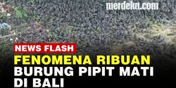 VIDEO: Terungkap Penyebab Ribuan Burung Pipit Mati di Bali, Diduga Kuat Keracunan
