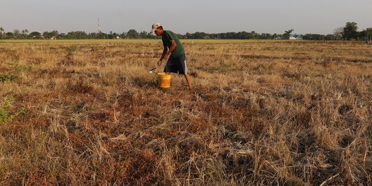 Petani Desa Sukaringin Gagal Panen Akibat Kekeringan