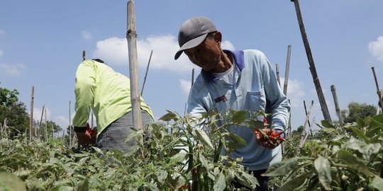 Cabai Milik Petani di Kediri Diborong untuk Hindari Kerugian Panen