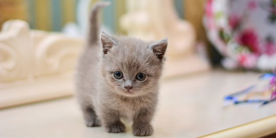 7 Kucing Kaki Pendek yang Imut, Ketahui Kelebihan dan Risiko Pelihara Tiap Rasnya