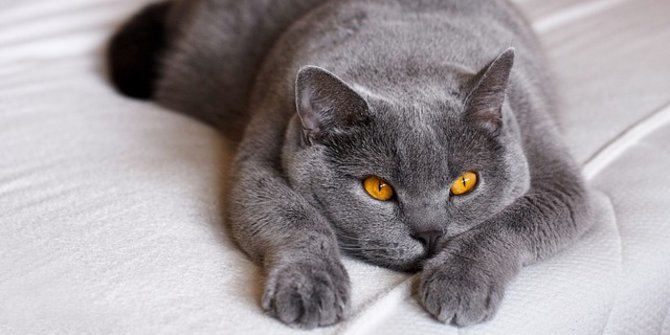 Harga British Shorthair Terbaru, Ketahui Karakteristik dan Sifat Kepribadiannya