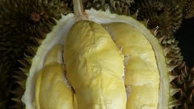 jenis durian unggul