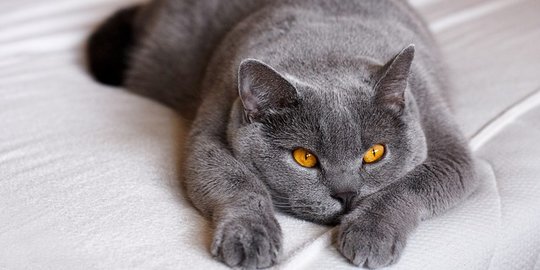 Ciri ciri british store shorthair