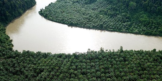 Diduga Sulap Hutan Jadi Kebun Sawit, Pejabat Perusahaan di Bengkalis Dipanggil Polisi