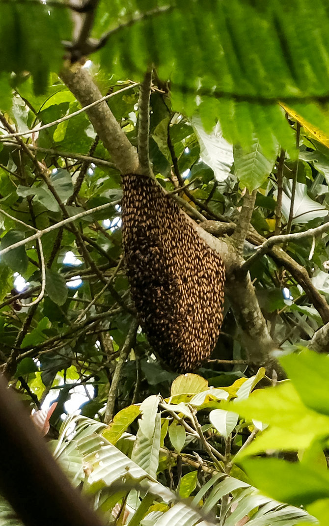 berburu madu liar hutan cisalak