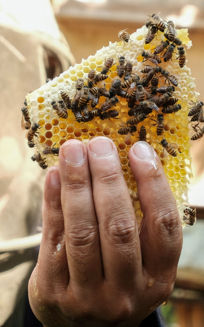 berburu madu liar hutan cisalak