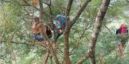 Nongkrong di Atas Pohon, Cara Pemuda di Labura Cari Sinyal Ini Curi Perhatian Netizen