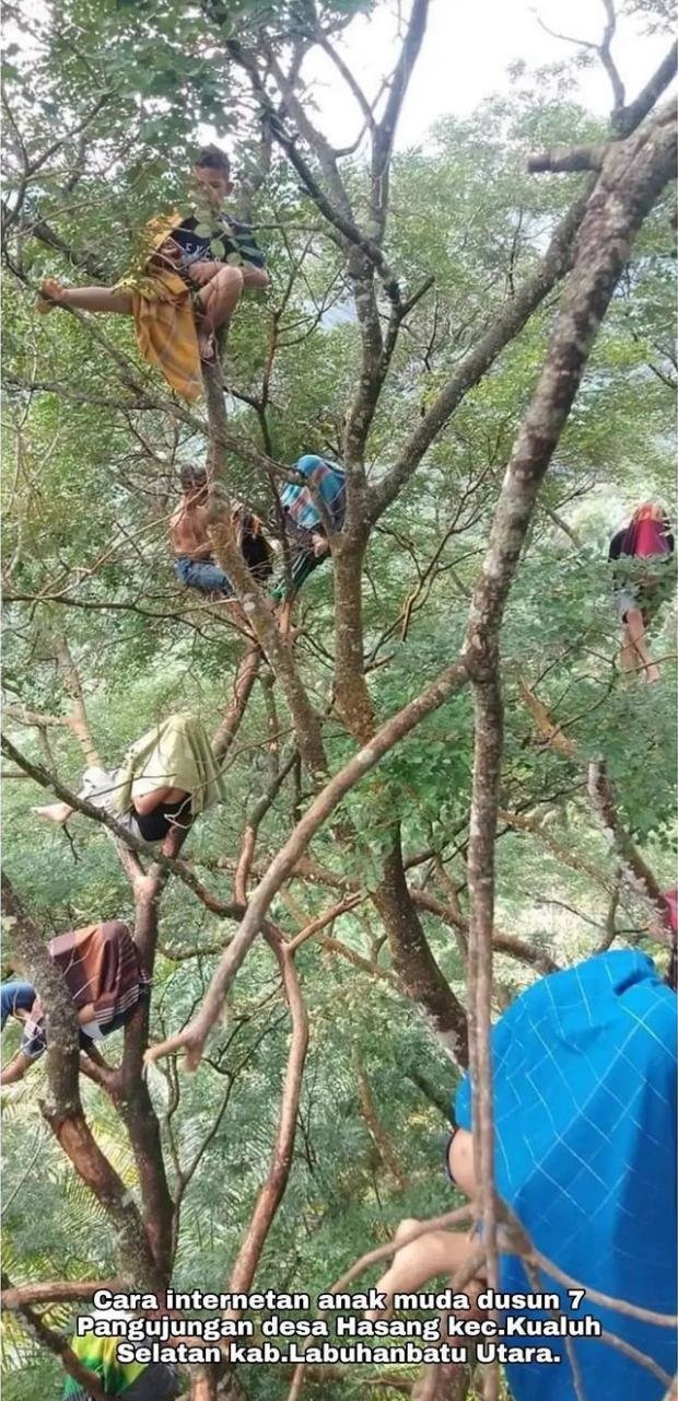 nongkrong di atas pohon cara pemuda di labura cari sinyal ini curi perhatian netizen