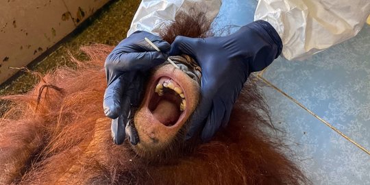 Melihat Orangutan di Malaysia Jalani Tes Covid-19