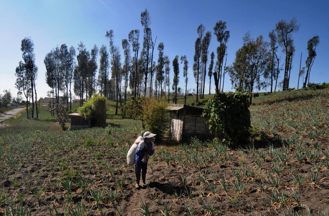 lahan pertanian di kawasan bromo