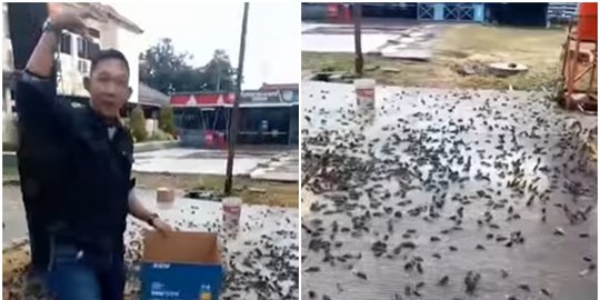 4 Fakta Ratusan Burung Pipit Mati Massal di Kota Cirebon, Cuaca Diduga Jadi Penyebab