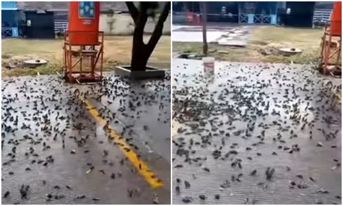 ratusan burung mati mendadak di halaman pemkot cirebon
