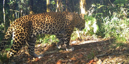 Terancam Punah, Begini Usaha Konservasi Macan Tutul di Pulau Jawa